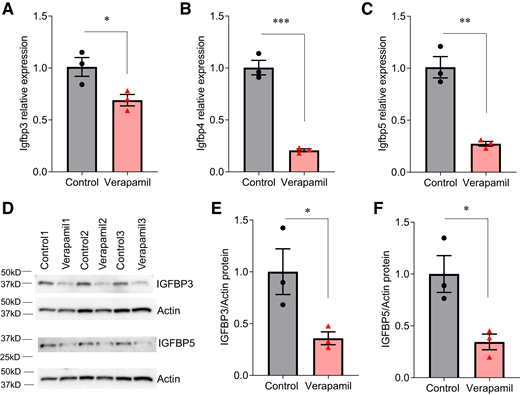 Verapamil decreases Igfbp mRNA and protein expression in INS-1 cells. A–C: Igfbp3, Igfbp4, and Igfbp5 mRNA expression levels were assessed by qRT-PCR in INS-1 cells incubated at 11.1 mmol/L glucose and treated with or without 100 μmol/L verapamil for 24 h. D–F: IGFBP3 and IGFBP5 protein levels were assessed by Western blotting in INS-1 cells treated with or without 100 μmol/L verapamil for 24 h and the relative change in IGFBP3 and IGFBP5 protein corrected for actin was quantified. Data are mean ± SEM of three independent experiments. *P < 0.05, **P < 0.01, ***P < 0.001.
