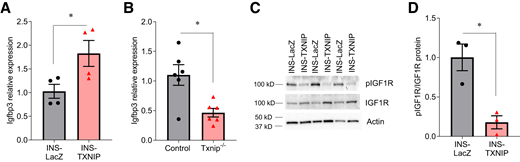 TXNIP regulates Igfbp3 expression and IGF-I signaling. A and B: Igfbp3 mRNA expression levels were assessed by qRT-PCR in INS-1 cells stably transfected to overexpress human TXNIP (INS-TXNIP) or LacZ control (INS-LacZ) and in islets of Txnip-deficient (Txnip−/−) or control mice. C: pIGF1R and IGF1R protein levels were assessed by Western blotting in INS-TXNIP or INS-LacZ. D: Effects on IGF1R phosphorylation/activation were assessed by quantifying band intensities of pIGF1R corrected for total IGF1R. Data are mean ± SEM (n = 3–4 independent experiments and 6 mice/group). *P < 0.05.