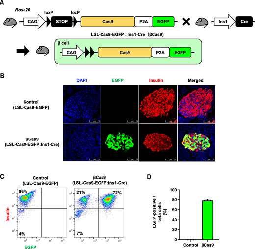 Generation of βCas9 mice. A: Schematic of the generation of pancreatic β-cell–specific humanized S. pyogenes Cas9 expressing βCas9 mice. Crossbreeding of CAG-LSL-Cas9-P2A-EGFP (LSL-Cas9-EGFP) and Ins1-Cre mice generates βCas9 mice with β-cell–specific expression of the fluorescent reporter EGFP. B: Immunofluorescence images of the pancreatic islets from 9-week-old control (LSL-Cas9-EGFP) and βCas9 mice. EGFP-positive β-cells show successful Cre-mediated recombination in βCas9 mice. Scale bars, 75 μm. C: Flow cytometric analysis of the islet cells isolated from control (LSL-Cas9-EGFP) and βCas9 mice. The dispersed cells with trypsin were immunostained with an anti-insulin antibody and analyzed. More than 90% of the cells were insulin-positive β-cells, in which almost 80% showed successful recombination depicted by EGFP reporter expression. Shown are representative data of three mice for each group. D: Calculation of Cre-mediated recombination efficiency in βCas9 mice. The efficiency was calculated by dividing the number of EGFP-positive cells by that of insulin-positive cells estimated in C (n = 3).