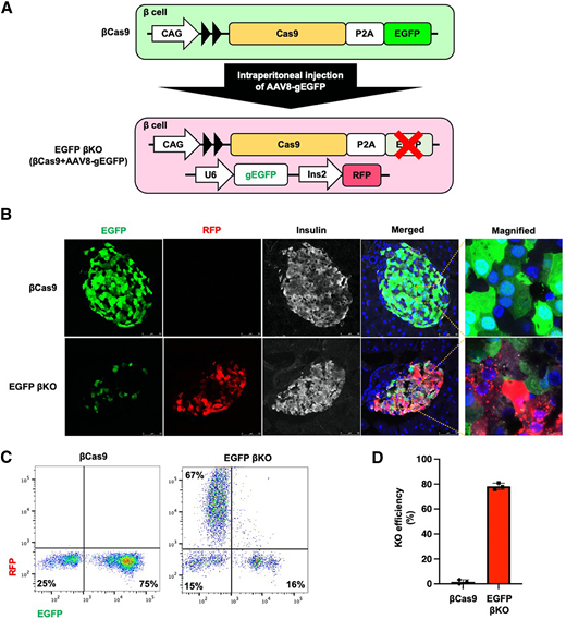 Knocking out the targeted gene in βCas9 mice with AAV8-mediated gRNA delivery. A: Schematic of intraperitoneal delivery of AAV8 with gRNA targeting EGFP under U6 promoter to βCas9 mice for generating EGFP βKO mice. The AAV vector was designed to express RFP driven by the Ins2 promoter, allowing the estimation of transduction efficiency in pancreatic β-cells. Intraperitoneal AAV8 vector injection was performed at the age of 7 weeks, and the gene KO was evaluated 4 weeks after the injection. B: Immunofluorescence images of the pancreatic islet from βCas9 mice injected with normal saline solution (control) or AAV8-gEGFP. Scale bars, 75 μm and 25 μm (in the magnified images). C: Flow cytometric analysis of the islet cells in EGFP βKO mice. The dissociated islet cells from control and EGFP βKO mice were evaluated. EGFP-negative, RFP-positive cells demonstrated successful KO of EGFP in β-cells. Shown are representative data of three mice for each group. D: The efficiency of AAV8-mediated gene KO of EGFP in β-cells from the mice, calculated as the number of RFP single-positive cells / (EGFP single-positive + RFP single-positive cells) (n = 3).