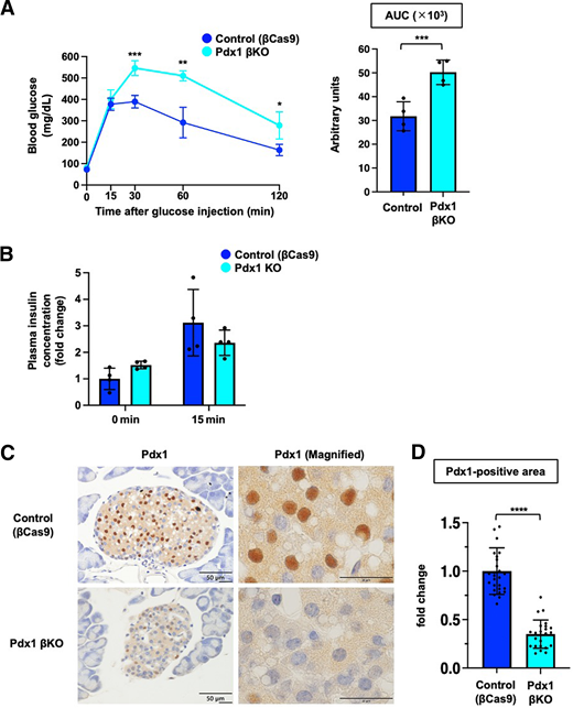 AAV8-mediated Pdx1 KO as a proof of concept. A: ipGTT between βCas9 control (βCas9 with saline injection) and Pdx1 βKO (βCas9 with AAV8-gPdx1 injection) mice 4 weeks after the injections (left, n = 4). Statistical significance at each time point was determined by t test. *P < 0.05, **P < 0.01, ***P < 0.001. The area under the curve (AUC) is estimated as shown in the bar graph (right). Statistical significance was determined by t test (n = 4). ***P < 0.001. B: Insulin secretion in ipGTT in Pdx1 βKO mice (n = 4). The plasma insulin concentration of the control mouse is defined as 1.0. C: Immunohistochemistry images of the pancreatic islets from control and Pdx1 βKO mice detected with anti-Pdx1 antibody followed by 3,3′-diaminobenzidine staining. The mice were sacrificed at 9 weeks after the injections at the age of 17 weeks. Scale bars, 50 μm and 20 μm (magnified images). Shown are representative data of three mice per group. D: Quantification of the images in C. Statistical significance was determined by t test (24 islets/animal). Data are mean ± SEM. ****P < 0.0001 by unpaired two-tailed t test.
