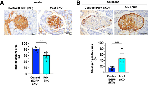 Estimation of insulin-positive β-cells in Pdx1 βKO mice. A: Immunohistochemistry images of the pancreatic islet from control (EGFP βKO) and Pdx1βKO mice at the age of 16 weeks (9 weeks after the AAV injection) detected with anti-insulin antibody. Shown are representative data of three mice per group. Quantification of the relative intensity of the staining is shown below the images. Statistical significance was determined by t test (n = 33 and 19 islets/group). ****P < 0.0001. B: Immunohistochemistry images of the pancreatic islet from control and Pdx1 βKO mice detected with anti-glucagon antibody. Quantification is shown below the images, and statistical significance was determined by t test (n = 22 and 24 islets/group). ****P < 0.0001.