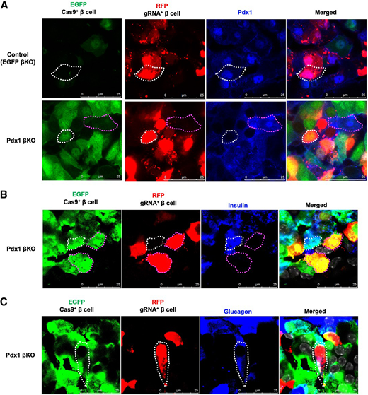 Transdifferentiation of β-cells in Pdx1 βKO. A: Immunofluorescence images of the pancreatic islet from control (EGFP βKO) and Pdx1 βKO mice detected with anti-Pdx1 antibody. The control (circled by the white dotted line) shows the effective KO of EGFP mediated by gEGFP with intact Pdx1 expression. In contrast, the RFP-positive cell in Pdx1 βKO mice (circled by the white dotted line) shows a lack of Pdx1 expression compared with the RFP-negative cells (circled by the magenta dotted line). Scale bars, 25 μm. B: Immunofluorescence images of the pancreatic islet from Pdx1 βKO mice detected with anti-insulin antibody. The EGFP- and RFP-positive cells (circled by magenta dotted lines) show the effective KO of Pdx1 without insulin staining. In contrast, the cell circled by the white dotted line demonstrates intact insulin staining. Scale bars, 25 μm. C: Immunofluorescence images of the islet from Pdx1 βKO mice with anti-glucagon antibody. The EGFP- and RFP-positive β-cell (circled by the white dotted line) demonstrates glucagon expression, suggesting β- to α-like cell transdifferentiation following Pdx1 KO. Scale bar, 25 μm. All images are representative of three mice per group.