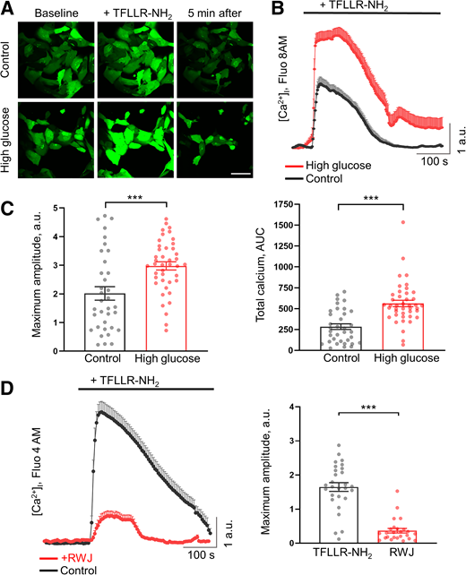 Hyperglycemia-induced increase in PAR1 response in cultured human podocytes. A: Representative microphotographs show intracellular calcium ([Ca2+]i) changes (Fluo-8 AM) in response to PAR1 selective agonist TFLLR-NH2 (10 μmol/L) in control and high-glucose conditions (30 mmol/L for 12 h). Scale bar is 100 µm. B: High-glucose–induced significant elevation in [Ca2+]i response to PAR1 activation (red line) to compare with control (black line); a.u., arbitrary units. C: The statistical summary shows the maximum amplitude and total calcium (area under the curve [AUC] in individual podocytes (n ≥ 35 for each group, t test, ***P < 0.001). D: Changes in intracellular calcium after PAR1 agonist application (TFLLR-NH2, 10 μmol/L) in the presence or absence of PAR1 receptor blocker RWJ 56100 (5 μmol/L). The statistical summary shows a significant difference between the maximum amplitude of the control response and the response with the presence of RWJ (n ≥ 25 cells, t test, ***P < 0.001).