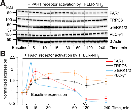 Downstream signaling changes in cultured human podocytes after PAR1 activation. Stimulation of PAR1 receptor cascade by the specific peptide TFLLR-NH2 promotes time-dependent remodeling in intracellular signaling pathways of the cultured human podocytes. A: Western blot analysis of PAR1, TRPC6, p-ERK1/2, and PLC-γ1 in cultured human podocytes following activation of PAR1 signaling. B: The summary of time-dependent changes in PAR1 and TRPC6 expression in podocytes stimulated by the 10 μmol/L TFLLR-NH2. Data were normalized to the baseline expression level of the corresponding pathway before PAR1 activation.