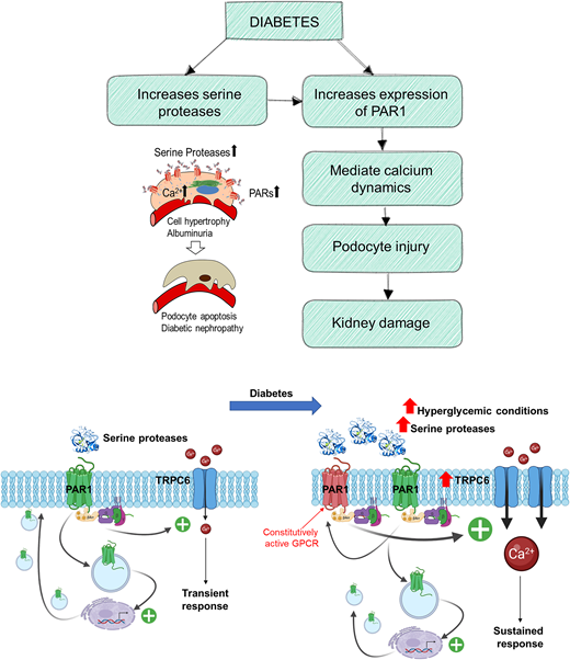 The proposed PAR1-mediated signaling cascade in the diabetic kidney’s podocytes. Serine proteases, like thrombin, cause proteolytic cleavage of PAR1 and further activation of intracellular signaling in glomerular podocytes. The signaling mechanism, mediated by the canonical G protein coupling or engagement of β-arrestin–dependent pathways, promotes rapid transient calcium influx through TRPC6 channels. Diabetic disease, characterized by marked elevation of serine proteases and hyperglycemia, causes constitutive activation of PAR1, stimulates TRPC6 activity and expression, and leads to calcium overload and subsequent podocyte injury.
