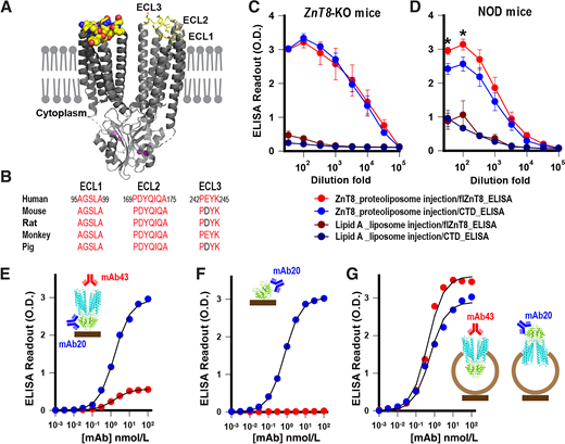 Induction of anti-TMD antibodies and biochemical characterization. A: Membrane-flush extracellular surface of ZnT8 (space-filling representation, left) formed by three short loops (yellow ball and sticks, right) on top of a ZnT8 homodimer (gray cartoon) with bound zinc ions (magenta spheres). The TMD is embedded in the lipid bilayer, whereas the CTD is extended into the cytoplasm. B: Sequence alignments of ECL1–3. C: ELISA titrations of mouse sera from proteoliposome- or liposome-injected ZnT8-KO mice against either flZnT8 or CTD as indicated. D: Same as in panel C expect using NOD female mice. Error bars are SEs from 4 ZnT8-KO or 4 NOD mice. *P < 0.01 (n = 4). E: mAb43 (red) and mAb20 (blue) titrations against detergent-solubilized flZnT8 as indicated. F: mAb43 (red) and mAb20 (blue) titrations against CTD. G: mAb43 (red) and mAb20 (blue) titrations against ZnT8 proteoliposomes. ZnT8 in proteoliposomes adopted mixed transmembrane orientations exposing both TMD and CTD to antibody binding as indicated. Solid lines are least square fits of binding curves to a hyperbolic function with r2 > 0.98. O.D., optical density.