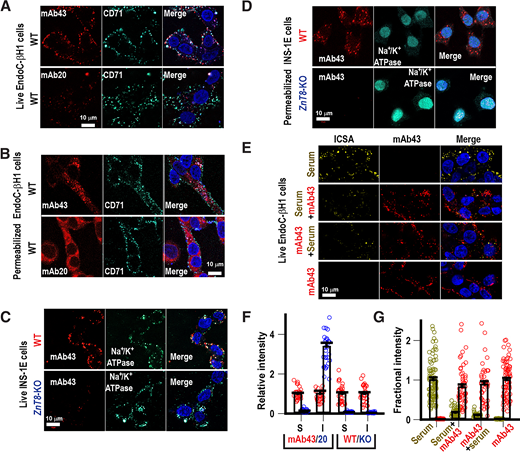Cell-surface binding and specificity. A: IF labeling of live EndoC-β1H cells with mAb43 (red) or mAb20 (red) as indicated. The cells were counterstained with CD71 antibody (cyan) and DAPI (blue). B: Parallel IF labeling of EndoC-β1H cells after PFA fixation and detergent permeabilization. C: IF staining of live WT or ZnT8-KO INS-1E cells with mAb43 (red), Na+/K+ ATPase antibody (cyan), and DAPI (blue) as indicated. D: Parallel IF labeling of WT or ZnT8-KO INS-1E cells after PFA fixation and detergent permeabilization. E: IF labeling of live EndoC-β1H cells with a ZnT8ecA+ human serum (1:100 dilution, yellow), mouse mAb43 (1:50 dilution, red), or serum-mAb43 combinations as indicated. F: Quantification of cell surface (S) and intracellular (I) fluorescence intensities by mAb43 or mAb20 immunolabeling of live EndoC-β1H cells in panels A and B or mAb43 immunolabeling of either WT or ZnT8-KO INS-1E cells in panels C and D. The fluorescence intensities were normalized to that of mAb43 in each pair of control groups as indicated. Open circles are data points for individual cells. Error bars are SEs. G: Quantification of cell-surface IF labeling of live EndoC-β1H cells by a ZnT8ecA+ human serum, mouse mAb43, or serum/mAb43 combinations as described in panel E. The fractional intensity is serum or mAb43 signal normalized to the sum of serum and mAb43 intensities for each pair of control groups as indicated.