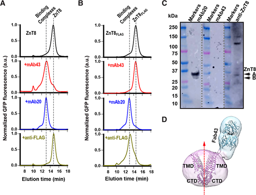 Mapping mAb43 epitope to ECLs. A: Sizing HPLC chromatograms of stable binding complexes of ZnT8-GFP with mAb43 (red), mAb20 (blue), or FLAG antibody (dark yellow) as indicated. Dashed lines mark the alignment of peak positions of free or bound ZnT8-GFP as indicated. B: Chromatograms of stable binding complexes of ZnT8FLAG-GFP with mAb43 (red), mAb20 (blue), or FLAG antibody (dark yellow) as indicated. C: Immunoblotting analysis of mAb43, mAb20, and an antipeptide ZnT8 antibody using SDS-denatured total lysate of human EndoC-β1H cells. Arrows indicate two splice variants of endogenous ZnT8. D: Side view of an electron density map of negatively stained ZnT8-Fab43 complex showing a Fab43 molecule bound to one of the two ZnT8 protomers. The oval density consists of a ZnT8 homodimer and associated detergent/lipid molecules. The purple and cyan cartoons are docked human ZnT8 and a Fab molecule, respectively. The dashed red arrow marks the twofold axis of a ZnT8 homodimer aligned with the minor axis of the oval. a.u., arbitrary units.