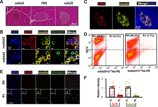 Specificity for mouse islets and β-cells. A: mAb43 immunolabeling and diaminobenzidine detection of endogenous ZnT8 in paraffin-embedded mouse pancreas sections with mAb20 and PBS as negative controls. B: IF labeling of enzymatically dispersed islet cells from isolated mouse islets using mouse mAb43, followed by anti-mouse IgG-PE (red), anti-insulin–APC (yellow), antiglucagon-488 (green), and DCV (blue). All islet cells were PFA fixed and detergent permeabilized before immunolabeling. C: mAb43 (red) and anti-insulin (yellow) co-immunolabeling of cryosections of cadaveric human pancreata with DAPI counterstain. Donor information is described in Supplementary Material. D: Immunolabeling and FACS of single-cell suspension derived from enzymatically-dispersed whole-mouse pancreata. Dispersed pancreatic cells were labeled with DCV or mouse/human chimeric mAb43 or mAb20 and detected with PE-conjugated anti-human IgG as indicated. Intact cells (DCV+) were gated and sorted into mAb43-PE+ (R1) and mAb43-PE− (R0) populations. Dashed lines mark the thresholds for the DCV and mAb43-PE gate. The percentages of total intact cells within R1 and R0 gates are indicated. Data are representative of four independent experiments. E: Confocal microscopic analysis of insulin and glucagon expression in FACS-enriched R0 and R1 cell populations as indicated. The sorted pancreatic cells were grown on a Matrigel-coated glass surface, PFA fixed, permeabilized, and then immunolabeled by mAb43, followed by anti-insulin–APC (yellow), antiglucagon-488 (green), and anti-human IgG-PE (red) as indicated. Inset, closeup view of typical β-cells within the R1 gate demonstrating colocalization of insulin (yellow) and ZnT8 (red) in the cytoplasm. The glucagon IF is associated with cell debris. F: Quantification of mAb43 and anti-insulin IF intensities of enriched pancreatic cells in panel E. The mAb43 or anti-insulin IF intensities are normalized to that of the R1 cell population. Open circles are data points for individual cells. Error bars are SEs.