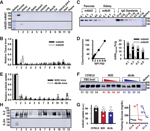Biodistributions of systemically administered antibodies in mice. A: Western blot analysis of SDS-solubilized tissues of different organs excised from C57BL/6 mice 1 day post-injection of chimeric mAb43 or mAb20 as indicated. Tissue proteins were loaded at 0.5 mg/lane and detected by horseradish peroxidase chemiluminescence. Different tissues are numbered 1–12 as indicated. B: Relative tissue abundance of mAb43 (black bars) or mAb20 (white bars) in different organs. Western blot intensities were normalized to the pancreatic mAb43 signal at the same post-injection time points and then averaged over four independent measurements from tissues collected at 1, 3, 5, and 6 days post-injection. Open circles are individual data points. Error bars are SEs. C: Time-dependent reduction of pancreatic mAb43 or renal mAb20 as indicated. Serial dilutions of a human IgG standard were loaded onto the same gel to calibrate the mAb43 and mAb20 intensities. D: Quantification of pancreatic mAb43 and renal mAb20 at various post-injection time points as indicated. Error bars are SEs from four independent Western blot measurements. E: Relative tissue uptake of mAb43 in NOD (black bars) or Leprdb/db mice (white bars) as indicated. Western blot intensities were normalized to the pancreatic mAb43 signal and then averaged over 4 NOD or 4 Leprdb/db mice from tissues collected 2 days post-injection. Open circles are individual data points. Error bars are SEs. F: Comparison of pancreatic mAb43 uptake in three different mouse strains as indicated. The level of pancreatic mAb43 uptake is correlated with the FBG level in individual mice of different strains. G: Quantification of average pancreatic mAb43 uptake in different mouse stains as indicated. Open circles are Western blot data points for individual mice, and their corresponding FBG levels are shown in the right panel. Error bars are SEs from four mice in each mouse groups as indicated. H: Western blot analysis of SDS-solubilized tissues of different organs excised from C57BL/6 mice 1 day post-injection of mAb43–IL-2 or mAb43–IL-2 mutein as indicated. Tissue proteins were loaded at 0.5 mg/lane. Numbered labels correspond to tissues in panel A. a.u., arbitrary units.