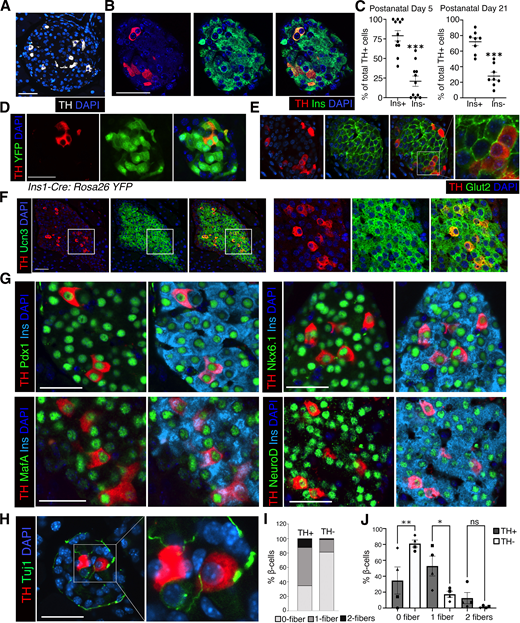 TH+ islets cells co-expressing insulin (Ins) represent a bona fide β-cell subpopulation. A and B: Immunostaining for TH (gray) (A); TH (red) and insulin (green) (B); and DAPI (blue). C: Quantification of TH+ cells assessed for insulin expression (shown as percentage of total TH+ cells) at P5 (left panel: n = 700 β-cells/pancreas, n = 11 pancreas) and P21 (right panel: n = 1,200 β-cells per pancreas, n = 8 pancreas). D: Representative images from Ins1-Cre:Rosa26 YFP mice (2 months old) stained for TH (red), yellow fluorescent protein (YFP; green), and DAPI (blue). E and F: Immunostaining for TH (red) with Glut2 (green) (E) or Urocortin3 (Ucn3; green) (F), and DAPI (blue). The far right panel in E and the three right panels in F show a ×2.5 magnification of the area marked by a white square. G: Immunostaining for TH (red), Pdx1/Nkx6.1/MafA/NeuroD1 (green), with DAPI (blue). H: Immunostaining for TH (red) with Tuj1 (green). Right panel is a ×2.5 magnification of the area in the white box. I and J: Quantification of Tuj1 plus fiber contact with TH+ and TH− β-cells (n = 2,000 β-cells per slide, two slides spanning 100 μm for each pancreas, n = 4 pancreas), showing percentages of contact with none, one, or two fibers (I), and comparison of each category between the TH+ and TH− β-cells (J). A, B, D–H: Representative images from adult (aged 2 months) C57BL/6J mice (n = 5 mice); at least 25 independent images per pancreas were acquired. C: Data from 11 and 8 C57BL/6J pups at P5 and P21, respectively. I and J: Average distribution (I) and individual (J) data from four mice, with each point in I representing data from individual mice. Error bars show SEM. *P < 0.05, **P < 0.01, ***P < 0.005 by two-tailed Student t test (C) and one-way ANOVA with Fisher least significant difference test for (J). Scale bars: 50 μm.