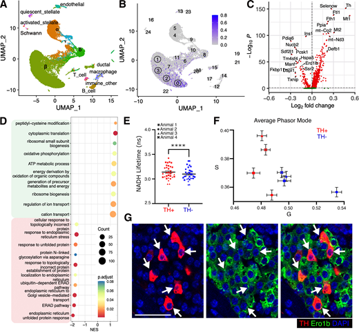 TH+ β-cells display distinct molecular and metabolic characteristics. A: Analysis of scRNA-seq of mouse pancreatic islets from adult C57BL/6J mice fed regular chow. A Uniform Manifold Approximation and Projection (UMAP) plot is shown with individual cell types marked with specific colors. B: Distribution of Th expression within β-cell subtypes. The four major β-cell clusters (0–3) are marked by open circles. C: Volcano plot showing DEGs between Th+ and Th− cells in all β-cell clusters. D: Gene-set enrichment analysis of the differentially expressed genes showing top enriched pathways for Th+ vs. Th− cells in β-cell clusters. The up- and downregulated pathways are noted in top (light green) and bottom (light red) boxes. Enrichment was calculated for Gene Ontology Biological Process terms. E: NADH lifetime signatures for individual islets from each animal plotted for TH+ (red) vs. TH− (blue) β-cells. Different symbols indicate data points from each animal. F: Lifetime modes for single islets were transformed onto phasor plots and averaged for each individual pancreas. Modes of phasor plot for TH+ (red) vs. TH− (blue) for each individual animal (n = 8 islets/mouse, n = 4 mice) were plotted onto a G vs. S graph (arbitrary units). G: Representative immunofluorescence images for TH (red), Erol1b (green), and DAPI (blue) in pancreata from 2-month-old C57BL/6J mice (n = 5 mice, n = 25 images acquired per mouse sample). Arrows mark TH+ cells. A–D: Meta-analysis of pooled scRNA-seq data from three independent islet preparations from 9-week-old C57BL/6J mice fed a regular diet. Error bars show SEM. ****P < 0.001 by paired t test (E). Scale bar: 50 μm. NES, normalized enrichment score; p.adjust, adjusted P value.