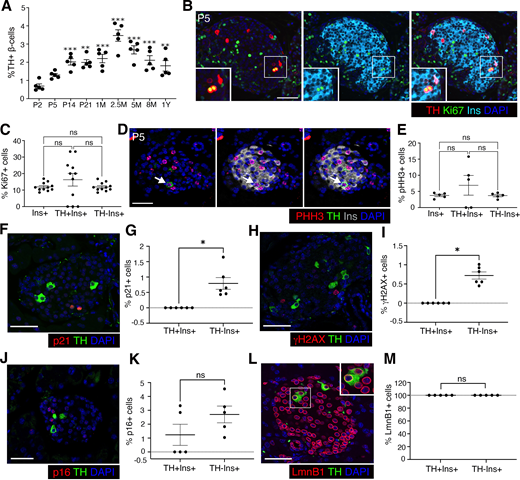 The TH+ β-cells can replicate in postnatal life and are not senescent. We analyzed and quantified markers of replication (namely Ki67, pHH3) and senescence (namely, presence of p21, γH2AX, p16, and absence of LaminB1) in TH+ and TH− β-cells. A: Quantification of TH+ β-cells shown as percentage of total β-cells at indicated stages in postnatal life (n = 5 mice/group; n = 700 β-cells/pancreas for P2–14; n = 1,500 β-cells per pancreas for P21 to 1 month; and n = 2,000 β-cells per pancreas for 2.5 months to 1 year). P values shown are compared with P2. B and C: Immunostaining (B) and quantification of specimens from 11 pups at P5 (C) for Ki67 (green), TH (red), insulin (Ins) (cyan), with DAPI (blue) in total, TH+, and TH− β-cells. Insets in B show a ×2 view of the areas marked by white boxes. β-Cells (n = 700/slide), two slides spanning 100 μm for each pancreas, n = 11 pups. D and E: Immunofluorescence labeling (D) and quantification from five pups at P5 (E) for phospho-histone H3 (pHH3; red) with Ins (gray), TH (green), DAPI (blue) in total, TH+, and TH− β-cells. β-Cells (n = 700/slide), two slides spanning 100 μm for each pancreas, n = 5 pups. F and G: Immunostaining (F) and quantification (n = 6 mice, 2 months old) (G) for p21 (red) and TH (green), with DAPI (blue) in TH+, and TH− β-cells. H and I: Immunofluorescence (H) and quantification (n = 6 mice, 2 months old) (I) for γH2AX (red) and TH (green), with DAPI (blue) in TH+, and TH− β-cells. J and K: Immunostaining (J) and quantification (n = 5 mice, 2 months old) (K) for p16 (red) and TH (green), with DAPI (blue) in TH+, and TH− β-cells. L and M: Immunofluorescence (L) and quantification (n = 5 mice, 2 months old) (M) for LaminB1 (LmnB1; red) and TH (green), with DAPI (blue) in TH+, and TH− β-cells. LmnB1 marks nuclear membrane in nonsenescent cells and should be absent from senescent cells. Inset in L shows a ×2 view of the areas marked by white boxes. All data are from wild-type C57BL/6J mice. Panels show representative confocal images (from at least 25 islet fields acquired) or mean data from indicated sample sizes with at least five mice per group at indicated ages. G and I: β-Cells (n = 2,000/slide were counted, two slides spanning 100 μm for each pancreas, n = 6 mice. L and M: A similar number of cells and slides were counted in five pups. Error bars show SEM. *P < 0.05, **P < 0.01, ***P < 0.005 by one-way ANOVA with Bonferroni post hoc test (A, C, and E) and paired t test (G, I, K, and M). Scale bars: 50 μm.