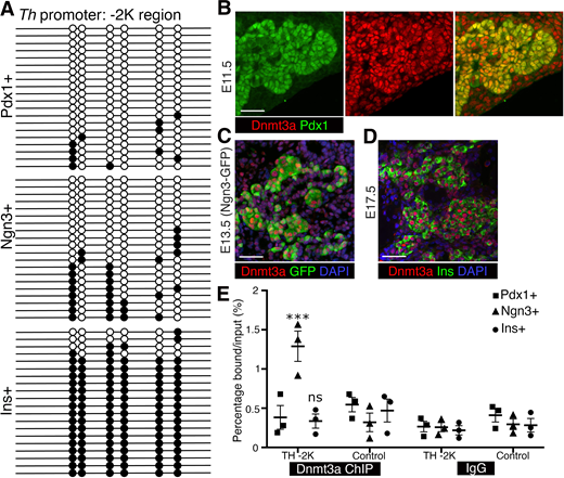 Th promoter undergoes Dnmt3a-dependent methylation during endocrine progenitor to β-cell differentiation. A: Bisulfite sequencing analysis of the Th promoter −2K region in purified mouse embryonic pancreatic progenitors, endocrine progenitors, and β-cells. Each line with dots is an independent clone; filled and open circles denote methylated and unmethylated CpGs, respectively. B–D: Representative immunostaining for Dnmt3a (red), with Pdx1 (green) at E11.5 (B), Ngn3-GFP (green) at E13.5 (C), and insulin (Ins) (green) at E17.5 (D), with DAPI in blue (C and D). E: ChIP analysis for Dnmt3a binding to the −2K region of the Th promoter or a negative control region in sorted pancreatic progenitors, endocrine progenitors, and β-cells, showing the percentage of bound DNA (over input) in Dnmt3a or control IgG immunoprecipitation. A: Representative data from one of three samples. E: Mean of three independent samples per group, each sample being a biological replicate pool of cells derived from multiple embryos, with error bars showing SEM. ***P < 0.005 by one-way ANOVA followed by a Bonferroni post hoc test. Scale bars: 50 μm.