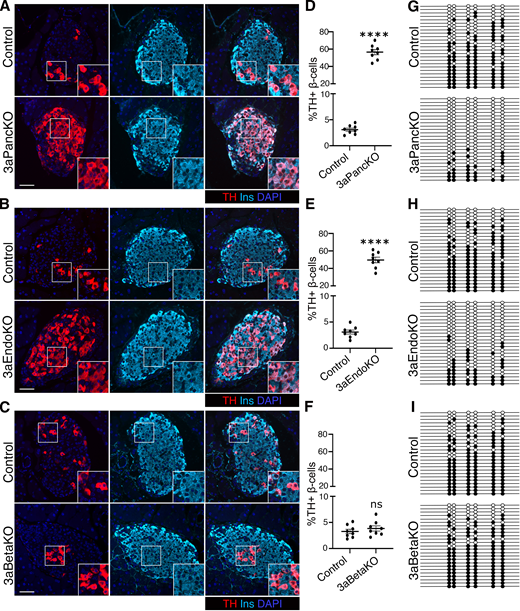 Dnmt3a ablation in progenitors, but not β-cells, leads to Th promoter demethylation and dysregulation in β-cells. A–F: Representative images (chosen from at least 25 images per mouse pancreas, n = 5 mice) (A–C) and quantification of TH expression (D–F) in pancreatic sections from 2.5-month-old mice with Dnmt3a ablation at various stages of pancreas development and littermate controls. TH (red), insulin (Ins) (cyan), and DAPI (blue). Insets show a ×2 magnified view of areas marked by white boxes. β-Cells (n = 2,500/slide) were counted, two slides spanning 100 μm for each pancreas, n = 8 pancreas (mice). G–I: Bisulfite sequencing analysis of the Th promoter −2K region in islets from adult (2.5 months old) 3aPancKO, 3aEndoKO, and 3aBetaKO mice and corresponding littermate controls. Each horizontal line with dots represents an independent clone; 25 clones are shown here, with filled circles representing a methylated CpG and open circles denoting an unmethylated CpG residue. A–C: Examples from five independent samples. D–F: Mean data from eight mice per group, with error bars representing SEM. ****P < 0.001, determined by two-tailed Student t test. G, H, and I: Representative data for one of the five independent islet preparations from individual KO and control mice. Scale bars: 50 μm.