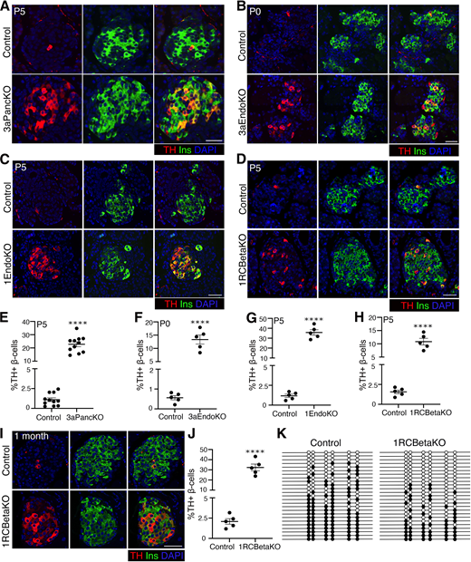 Dnmt3a-dependent restriction of Th expression occurs prior to β-cell maturation and needs to be maintained for its continued restriction. A–H: Immunofluorescence analysis (A–D) and quantification (E–H) of TH expression in pancreata from mice with Dnmt3a or Dnmt1 ablation in different lineages, along with littermate controls at indicated ages. TH (red), insulin (Ins) (green), and DAPI (blue). β-Cells (n = 500) counted per slide for P0, 700 β-cells counted per slide for P5, two slides spanning 80 μm for each pancreas; n = 8 pups in E and n = 5 pups for F–H. I and J: Immunostaining (I) and quantification (J) of TH in pancreata from 1-month-old mice with β-cell–specific Dnmt1 ablation (1RCBetaKO), and littermate controls. TH (red), Ins (green), and DAPI (blue). K: Bisulfite sequencing of the −2K region of Th locus in β-cells sorted from 1-month-old 1RCBetaKO and control mice. Each horizontal line with dots represents an independent clone, with 25 clones shown here. Filled circles represent a methylated CpG; open circles indicate an unmethylated CpG residue. A–J: Representative images (from at least 20 images acquired per sample) or mean data from eight samples for 3aPancKO and controls, and five for the other groups. K: Representative data for one of the three independent β-cell preparations from individual KO and control mice. Error bars show SEM. ****P < 0.001, determined by two-tailed Student t test. Scale bars: 50 μm.