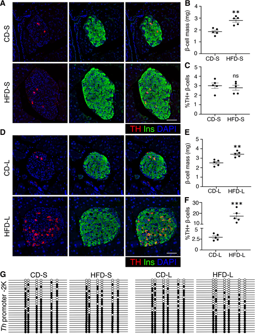 Chronic HFD leads to promoter demethylation–dependent dysregulation of Th expression in β-cells. A–C: Immunofluorescence for TH (red) and Ins (green), with DAPI in blue (A), β-cell mass (B), and quantification of TH+ β-cells (C) in wild-type, 7-week-old mice fed a HFD or control diet for a short term (HFD-S or CD-S, respectively). D–F: Immunostaining for TH (red) insulin (green), and DAPI (blue) (D), β-cell mass (E), and quantification of TH+ β-cells (F), in wild-type, 7-week-old mice fed an HFD or control diet for a long term (HFD-L or CD-L, respectively). Representative images shown are from at least 30 images acquired per pancreas sample. For quantification, 2,500 β-cells per slide were counted, two slides spanning 100 μm for each pancreas, n = 5 pancreas (mice). G: Bisulfite sequencing analysis of the Th promoter −2K region in islets from mice fed an HFD or CD for 8 weeks (HFD-S, CD-S) or 16 weeks (HFD-L, CD-L). Each horizontal line with dots represents an independent clone; 25 clones are shown for each sample, with filled circles indicating methylated CpG and open circles indicating unmethylated CpG. Immunofluorescence data show representative images from five samples. The data on β-cell mass and TH+ β-cell quantification are a mean of five independent samples per group, whereas the bisulfite-sequencing data are from representative clones from one of the three independent samples per group. Error bars show SEM of the mean. **P < 0.01, ***P < 0.005 determined by two-tailed Student t test. Scale bars: 50 μm.