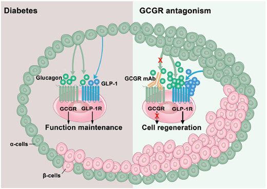 Working model for the involvement of glucagon–GLP-1R signaling in β-cell regeneration induced by glucagon receptor antagonism. GCGR, glucagon receptor; mAb, monoclonal antibody.
