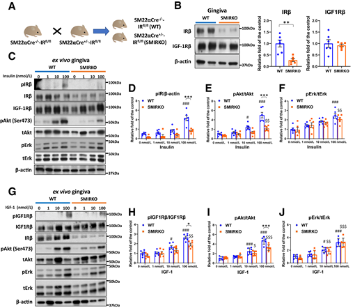 IR expression and insulin/IGF-1 signaling in the gingiva of WT and SMIRKO mice. A: A schema of breeding between WT and SMIRKO mice. B: IRβ and IGF-1Rβ expression levels in the gingiva of WT and SMIRKO mice (N = 6). C–F: Insulin-induced signal transduction in the gingiva of WT and SMIRKO mice (N = 6). G–J: IGF-1–stimulated signal transduction in the gingiva of WT and SMIRKO mice (N = 6). *P < 0.05, **P < 0.01, ***P < 0.001. #P < 0.05, ###P < 0.001 versus WT 0 nmol/L. $P < 0.05, $$P < 0.01, $$$P < 0.001 versus SMIRKO 0 nmol/L. Blue circle, WT; orange square, SMIRKO.