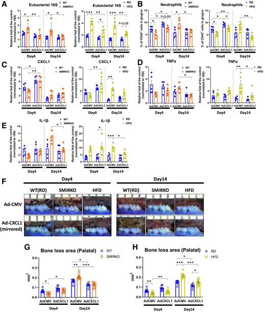 Normalization of ligature-induced experimental periodontitis in SMIRKO and HFD-fed mice by overexpression of intragingival adenoviral CXCL1. A: Eubacterial 16S expressions (N = 5); B: neutrophil populations (N = 5); C: CXCL1 (N = 5); D: TNFα (N = 5); and E: IL-1β mRNA expressions in the gingiva from WT, SMIRKO, and HFD-fed mice after ligations with intragingival adenoviral CMV or CXCL1 overexpression (N = 5). F: Representative photographs and G and H: net bone loss area of each mouse with intragingival adenoviral CMV or CXCL1 overexpression (N = 7–10). *P < 0.05, **P < 0.01, ***P < 0.001. Blue circle, WT (RD-fed); orange square, SMIRKO; yellow square, HFD-fed.
