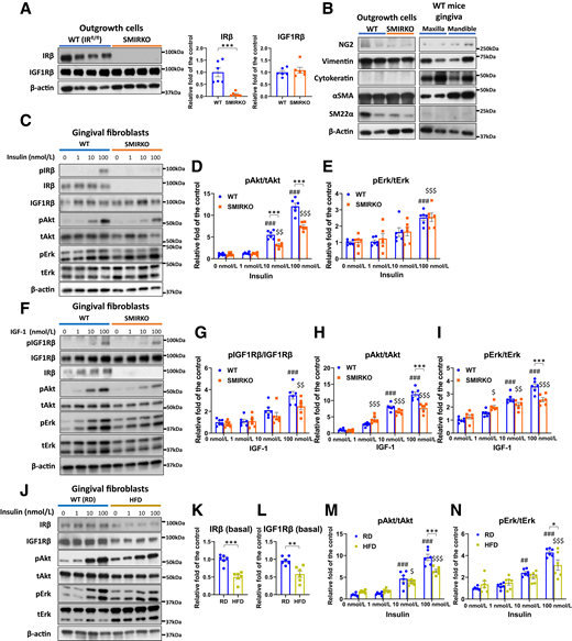 Insulin and IGF-1 signaling in GFs from WT (RD-fed), SMIRKO, and HFD-fed mice. A: IRβ and IGF-1Rβ expressions in gingival outgrowth cells from WT and SMIRKO mice (N = 6). B: Confirmation of cell markers in GFs. C–E: Insulin signal transduction and F-I: IGF-1 signal transduction in GFs from WT and SMIRKO mice (N = 6). J–L: Basal IRβ and N: basal IGF1Rβ expression (N = 6), and M and N: insulin signal transduction in GFs from RD and HFD-fed mice (N = 6). *P < 0.05, **P < 0.01, ***P < 0.001. ##P < 0.01, ###P < 0.001 versus WT (RD-fed) 0 nmol/L, $P < 0.05, $$P < 0.01, $$$P < 0.001 versus SMIRKO or HFD-fed 0 nmol/L. Blue circle, WT (RD-fed); orange square, SMIRKO; yellow square, HFD-fed.