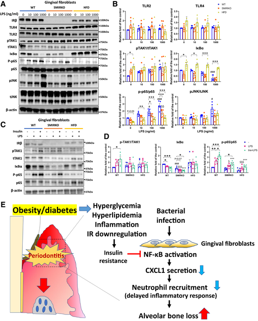 Endotoxin tolerance and insulin-enhanced LPS-mediated NF-κB activation in GFs from SMIRKO and HFD mice. A: Representative images and B: quantification data of LPS-induced signal transduction in GFs from WT (RD-fed), SMIRKO, and HFD-fed mice in dose-dependent manner (N = 5). C: Representative images and D: quantification blots of 100 ng/mL LPS-induced NF-κB pathway activation in the presence or absence of insulin (100 nmol/L) pretreatment (N = 5). E: A schema of conclusion of the study. *P < 0.05; **P < 0.01; ***P < 0.001. #P < 0.05, ###P < 0.001 versus WT (RD-fed) controls. $P < 0.05, $$P < 0.01, $$$P < 0.001 versus control of GFs from SMIRKO mice in B and LPS-treated GFs of WT mice in D. +++P < 0.001 versus Ins+LPS-treated GFs from WT mice in D. In B: blue circle, WT (RD-fed); orange square, SMIRKO; yellow square, HFD-fed. In D: blue circle, untreated; magenta square, LPS-treated; green triangle, Ins+LPS-treated in GFs from WT (RD-fed) mice.