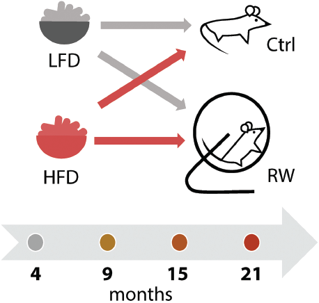 Schematic representation of experimental design comparing the effects of age, diet, and exercise on insulin sensitivity in mice. Ctrl, control; HFD, high-fat diet; LFD, low-fat diet; RW, running wheel (exercise).
