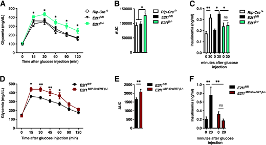 The β-cell–specific deletion of E2f1 impairs glucose tolerance and insulin secretion in mice. A: IPGTT was performed in E2f1β−/− (n = 12), RIP-Cre/+ (n = 7), and E2f1fl/fl (n = 8) male mice at 12 weeks of age. B: Area under the curve (AUC) calculated from panel B. C: Plasma insulin levels at 0 and 30 min after intraperitoneal glucose injection in E2f1β−/− (n = 12), RIP-Cre/+ (n = 7), and E2f1fl/fl (n = 8) male mice at 12 weeks of age. D: IPGTT was performed on 5-month-old adult E2f1MIP-CreERT β−/− (n = 12) and E2f1fl/fl (n = 8) male mice 3 months after tamoxifen administration. E: AUC calculated from panel D. F: Plasma insulin levels at 0 and 20 min after intraperitoneal glucose injection in E2f1MIP-CreERT β−/− (n = 11) and E2f1fl/fl (n = 11) male mice at 5 months of age 3 months after tamoxifen treatment. All values are expressed as mean ± SEM and were analyzed by one-way ANOVA with Tukey test (B and C), two-way ANOVA with Tukey test (A, D, F), or two-tailed unpaired t test (E). *P < 0.05, **P < 0.01.