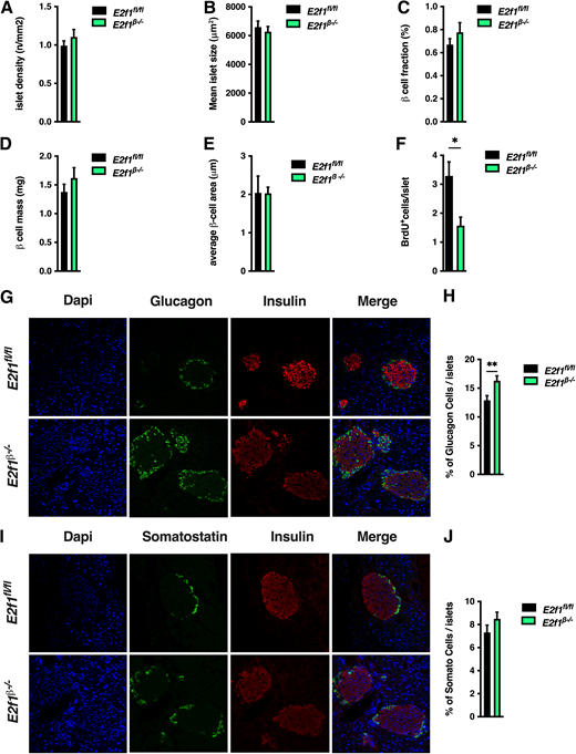 Normal β-cell mass but altered ratio of α- to β-cells in β-cell–specific E2f1-deficient mice. A–F: Morphometric analysis revealed comparable islet density (A), mean islet size (B), and β-cell fraction (C), mass (D), area (E), and proliferation (F) in pancreata of 3-month-old E2f1β−/− (n = 5) and control E2f1fl/fl (n = 5) male mice. G: Representative immunofluorescence staining of insulin and glucagon in pancreatic sections from 3-month-old E2f1β−/− and control E2f1fl/fl male mice. H: Ratio of glucagon-labeled cells over pancreatic islets in E2f1β−/− and E2f1fl/fl male mice calculated from panel F (n = 5). I: Representative immunofluorescence staining of insulin and somatostatin in pancreatic sections from 3-month-old E2f1β−/− and control E2f1fl/fl male mice. J: Ratio of somatostatin-labeled cells over pancreatic islets in E2f1β−/− and E2f1fl/fl male mice was calculated from panel G (n = 5). All values are expressed as mean ± SEM and were analyzed by two-tailed unpaired Mann-Whitney test (A–F, H, J). *P < 0.05, **P < 0.01.