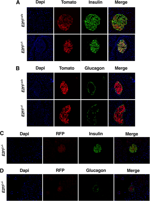 Lineage tracing of β-cells reveals that E2f1-deficient β-cells are not converted into α-cells. A and B: Representative immunofluorescence staining of DAPI, Tomato, and insulin (A) and DAPI, Tomato, and glucagon (B) in pancreatic sections from 12-week-old Rip-Cre/+::E2f1+/+::tdTomato (E2f1β+/+) and E2f1β−/−::tdTomato (E2f1β−/−) mice. C and D: Representative immunofluorescence staining of DAPI, red fluorescent protein (RFP), and insulin (C) and DAPI, RFP, and glucagon (D) in pancreatic sections from 12-week-old E2f1β−/−::ECFP (E2f1β−/−) mice.