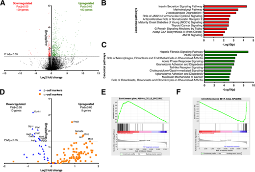 RNA-seq analysis of E2f1 β-cell–specific knockout islets reveals altered transcriptional programs. A: Volcano plot providing adjusted P value (P adj) (i.e., false discovery rate [FDR]) and fold change for all gene transcripts in islets from E2f1β−/− mice. Genes that are differentially expressed compared with E2f1fl/fl with P adj < 0.05 are indicated by two-level color coding; 199 downregulated protein-coding genes are highlighted in red, and 493 upregulated protein-coding genes are highlighted in green (n = 3 per genotype for RNA-seq analysis). B and C: IPA of downregulated (B) and upregulated (C) genes in E2f1β−/− compared with E2f1fl/fl. Histogram of enriched terms across input gene lists are shown. D: Evolutionary conserved α- and β-cell markers were recovered from Tarifeño-Saldivia et al. (42) and used to filter our RNA-seq data set. Volcano plot provides P adj values (i.e., FDR) and fold change for both α- and β-cell marker transcripts in islets from E2f1β−/− mice. The α- and β-cell markers are displayed as orange squares and blue triangles, respectively. Gene symbols of differentially expressed α- and β-cell markers are displayed (P adj < 0.05). E and F: Enrichment plot from Gene Set Enrichment Analysis was conducted with 82 probe sets specifically expressed in α-cells (E) and with 26 probe sets specifically expressed in β-cells (F).