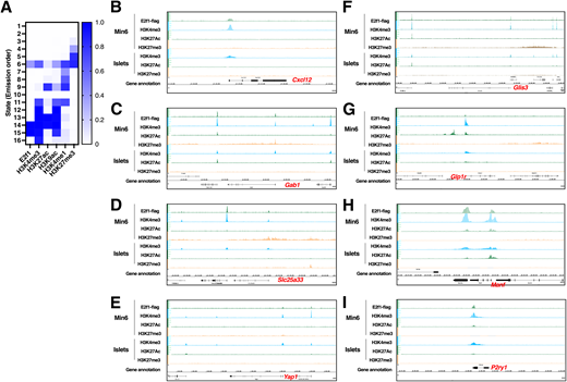 Integrating ChIP-seq and RNA-seq data reveals that E2f1 modulates β-cell and non–β-cell genes associated with different epigenomic marks. A: ChromHMM model based on Min6 cells. Heat map displays ChromHMM 16-state model obtained with ChIP-seq data sets for H3K4me3, H3K27ac, H3K9ac, H3K4me1, H3K27me3, and E2f1. ChromHMM identifies functionally distinct chromatin states representing repressive, bivalent, and active domains. B–I: Integrated genome browser profiles displaying H3K4m3, H3K27ac, and H3K27me3 ChIP-seq signal intensities from Min6 cells and mouse pancreatic islets and E2f1 ChIP-seq signal intensity at selected promoters of E2f1β−/− upregulated (B–E) and downregulated (F–I) genes.