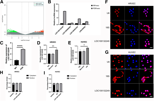 LOC100132249 is enriched in PDR-exo and HG-stimulated HRVECs. A: Volcano plot showing the differentially expressed lncRNAs in PDR-exo. A total of 547 lncRNAs were upregulated. B: Quantification of the top four upregulated lncRNAs in PDR-exo. C: Quantification of LOC100132249 in vitreous humor from patients with PDR. D: Expression level of LOC100132249 in HRVECs. E: Expression level of LOC100132249 in HUVECs. F: FISH assay verifying the location of LOC100132249 in HRVECs. Scale bar = 20 μm. G: FISH assay verifying the location of LOC100132249 in HUVECs. Scale bar = 20 μm. H: Nuclear and cytoplasmic RNA fractionation assays performed in HRVECs. I: Nuclear and cytoplasmic RNA fractionation assays performed in HUVECs. Error bars denote mean ± SD. *P < 0.05, **P < 0.01, ****P < 0.0001.