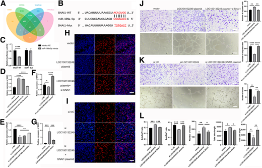 LOC100132249 upregulates the expression of the miR-199a-5p target gene SNAI1, thus mediating angiogenesis in vitro. A: Predicted target candidates of miR-199a-5p. B: Binding sites between miR-199a-5p and SNAI1 and designed mutated (Mut) sites. C: Luciferase activity of SNAI1 wild-type (WT)/Mut in HRVECs treated with miR-199a-5p mimics or mimics NC. D: Expression level of SNAI1 in HRVECs cotransfected with LOC100132249 plasmid and miR-199a-5p mimics. E: Expression level of SNAI1 in HRVECs cotransfected with si-LOC100132249 and miR-199a-5p inhibitor. F: Expression level of SNAI1 in HRVECs cotransfected with si-LOC100132249 and SNAI1 plasmid. G: Expression level of SNAI1 in HRVECs cotransfected with LOC100132249 plasmid and si-SNAI1. H: EdU assays of HRVECs cotransfected with LOC100132249 plasmid and si-SNAI1. Scale bar = 100 μm. I: EdU assays of HRVECs cotransfected with si-LOC100132249 and SNAI1 plasmid. Scale bar = 100 μm. J: Transwell and tube formation assays of HRVECs cotransfected with LOC100132249 plasmid and si-SNAI1. Scale bar = 100 μm. K: Transwell and tube formation assays of HRVECs cotransfected with si-LOC100132249 and SNAI1 plasmid. Scale bar = 100 μm. L: Quantification of EdU-positive cells, number of nodes, and total tube length. Error bars denote mean ± SD. *P < 0.05, **P < 0.01, ***P < 0.001, ****P < 0.0001.