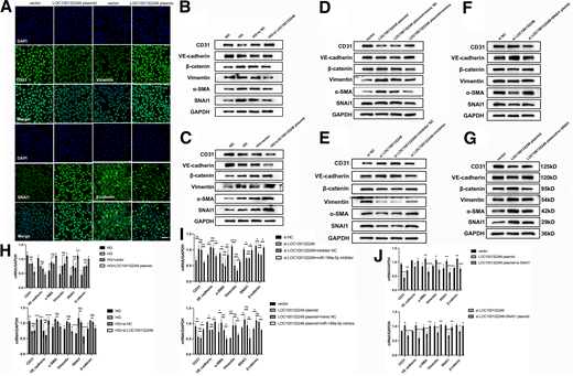 The LOC100132249/miR-199a-5p/SNAI1 regulatory axis participates in EndMT progression through activating the Wnt/β-catenin pathway. A: Immunofluorescence staining of CD31, vimentin, SNAI1, and β-catenin in HRVECs transfected with LOC100132249 plasmid. Scale bar = 100 μm. B: Western blot analysis of endothelial markers, mesenchymal markers, SNAI1, and β-catenin in LOC100132249 interfered HRVECs. C: Western blot analysis of endothelial markers, mesenchymal markers, SNAI1, and β-catenin in LOC100132249 overexpressed HRVECs. D: Western blots of the EndMT protein markers in HRVECs cotransfected with LOC100132249 plasmid and miR-199a-5p mimics. E: EndMT protein expression levels of HRVECs transfected with si-LOC100132249 and miR-199a-5p inhibitor. F: EndMT protein expression levels of HRVECs transfected with si-LOC100132249 and SNAI1 plasmid. G: Western blots of EndMT protein markers in HRVECs cotransfected with LOC100132249 plasmid and si-SNAI1. H: Quantification of protein levels in the LOC100132249 interfered group and overexpressed group. I: Quantification of protein levels in groups cotransfected with LOC100132249 and miR-199a-5p. J: Quantification of endothelial-related proteins and mesenchymal-related proteins in LOC100132249 and SNAI1 cotransfection groups. Error bars denote mean ± SD. *P < 0.05, **P < 0.01, ***P < 0.001, ****P < 0.0001.