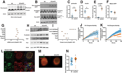 Impaired prohormone processing in βCpeKO islets. A: We analyzed islet (pro)insulin levels by nonreducing SDS-PAGE and immunoblotting using an antibody against insulin. B: Islet (pro)IAPP levels were analyzed through immunoblotting with use of antibodies against nonamidated IAPP, amidated IAPP, and IAPP. C–F: Quantification of full-length proinsulin, mature insulin B-chain fragment, full-length proIAPP, and amidated mature IAPP with a top-down proteomics assay by mass spectrometry (n = 4 and 4). G: mRNA levels of Pcsk2, Iapp, Ins2, 7b2, Pcsk1n, and Pcsk1 in βCpeKO were analyzed with quantitative RT-PCR and are presented as folds over Wt (n = 6 and 6). H and I: Protein levels of proPC1/3 (87kDa), PC1/3 (66 kDa), full-length proSAAS, Cpd, and PC2 were analyzed through immunoblotting with use of antibodies against PC1/3, proSAAS, Cpd, and PC2 (n = 3 and 3). J and K: We measured islet PC1/3 and PC2 enzyme activities by cleavage of synthetic fluorogenic enzyme substrates (n = 3 and 3). L: Expression of CPD in human islets β-cells was analyzed with immunostaining with use of antibodies against Cpd and insulin. Scale bar = 25 μm. M and N: Immunofluorescence staining of proinsulin and Cpd in Wt and βCpeKO β-cells was captured by STED microscope (10 consecutive z stack images per cell were taken from mice with different genotypes, three cells were analyzed per genotype), and colocalization of proinsulin and Cpd was analyzed with the Manders method. A.U., arbitrary units.