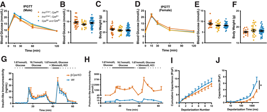 Glucose tolerance and insulin secretion of βCpeKO mice. A: IPGTT was performed on 8-week-old chow-fed βCpeKO and littermate males (n ≥ 5 per genotype). B and C: 4-h fasting blood glucose levels and body weight of 8-week-old chow-fed βCpeKO and littermate males (n ≥ 5 per genotype). D: IPGTT was performed on 8-week-old chow-fed βCpeKO and littermate females (n ≥ 6 per genotype). E and F: 4-h fasting blood glucose and body weight of 8-week-old chow-fed βCpeKO and littermate females (n ≥ 6 per genotype). G and H: Insulin-like immunoreactivity and proinsulin-like immunoreactivity during perifusion of 1.67 mmol/L glucose, 16.7 mmol/L glucose, and 1.67 mmol/L glucose plus 30 mmol/L KCl (n = 5 and 5). I and J: Exocytosis, and exocytosis during a train of depolarization pulses with increased duration, of β-cells from islets of βCpeKO and Wt mice (>10 cells per mouse, three mice per genotype).