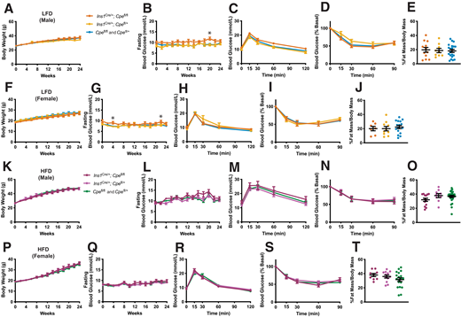Comparable glucose tolerance and weight gain in HFD-fed βCpeKO and littermate mice. Body weight and 4-h fasting blood glucose were monitored every 2 weeks for 24 weeks for LFD-fed βCpeKO and their littermate male (A and B) and female (F and G) mice. IPGTT was performed after 16 weeks of LFD treatment on male (C) and female (H) mice. ITT and body mass composition analysis were performed after 20 weeks of LFD treatment on male (D and E) and female (I and J) mice (n ≥ 8 per group). Body weight and 4-h fasting blood glucose were monitored every 2 weeks for 24 weeks, on HFD-fed βCpeKO and their littermate male (K and L) and female (P and Q) mice. IPGTT was performed after 16 weeks of HFD treatment on male (M) and female (R) mice. ITT and body mass composition analysis were performed after 20 weeks of HFD treatment on male (N and O) and female (S and T) mice (n ≥ 8 per group).