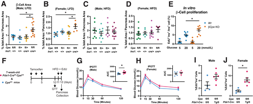 βCpeKO mice have increased β-cell area and β-cell replication. A–D: β-Cell area was analyzed with insulin immunostaining of pancreatic sections from male or female βCpeKO and littermate mice after 24 weeks of LFD or HFD (n ≥ 4 per group). E: We analyzed β-cell replication rate by calculating EdU+ and insulin+ cells in dispersed βCpeKO and Wt islets treated with 5 mmol/L glucose or 20 mmol/L glucose for 72 h (n ≥ 7 per group). F: Timeline of in vivo β-cell replication experiment. G and H: IPGTT was performed in inducible β-cell–specific Cpe knockout mice 5 days after last tamoxifen gavage (n ≥ 5 per group). I and J: β-Cell replication rate was analyzed by calculating EdU+ and insulin+ cells in pancreatic sections from βCpeKO and Wt male or female mice treated with 60% HFD for 48 h (n ≥ 4 per group). AUC, area under the curve; GTT, glucose tolerance test; wk, week.