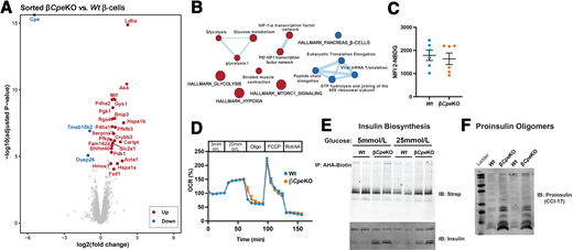 Altered glycolytic transcripts and increased proinsulin biosynthesis in βCpeKO islets. A: Transcriptomic analysis of islet β-cells from 16-week-old chow-fed βCpeKO and Wt mice (n = 3 and 3). Data are presented as a volcano plot with significantly up- or downregulated genes annotated. B: Results from GSEA are presented as EnrichmentMap. Red, upregulated gene sets; blue, downregulated gene sets. C: Glucose uptake was analyzed by quantifying 2-NBDG fluorescence intensity of dispersed live islet cells from βCpeKO and Wt mice via flow cytometer (n = 6 and 6). D: Baseline-normalized oxygen consumption rate of dispersed islet cells from βCpeKO and Wt mice was analyzed (technical triplicate per sample, three samples per genotype). E: Freshly isolated islets were equilibrated in methionine-free media and pulsed with 5 mmol/L or 25 mmol/L l-azidohomoalaine (AHA)-containing media for 90 min. Islet protein pellets were click conjugated with biotin alkyne, immunoprecipitated (IP) with avidin, and analyzed with immunoblotting (IB) with use of streptavidin (Strep) and an anti-insulin antibody. F: Proinsulin oligomers were analyzed with immunoblotting with an antibody against proinsulin oligomers (monoclonal antibody CCI-17). Down, downregulated; FCCP, carbonyl cyanide 4-(trifluoromethoxy)phenylhydrazone; MFI, mean fluorescence intensity; Oligo, oligomycin; Rot/AA, rotenone and antimycin A; Up, upregulated.