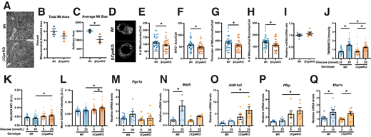 Mitochondrial morphology and function were disturbed in islet cells from βCpeKO mice. A: Representative electron micrographs of mitochondria in β-cells from βCpeKO and Wt mice. B and C: Total mitochondria (Mt) area and average mitochondrial size in β-cells were quantified. Each dot represents the average of two to six images from one mouse (>400 mitochondria were analyzed per mouse) (n = 3 per genotype). D: Representative immunofluorescence staining of mitochondria with MTG in islet cells from βCpeKO and Wt mice. E–H: Mitochondria numbers, area, perimeter, and branch number were quantified. Each dot represents one cell, 10–15 cells per mouse, n ≥ 3 per genotype. I: mtDNA content of islets from βCpeKO and Wt mice was analyzed with quantitative RT-PCR with ND1 (mtDNA) and 16S (nuclear DNA [nDNA]) primer probes, presented as mtDNA-to-nDNA ratio (n = 5 per genotype). J–L: Mitochondrial membrane potential, mitochondrial ROS levels, and cellular ROS levels were analyzed via live cell imaging in 5 mmol/L or 25 mmol/L glucose–treated dispersed islet cells with use of TMRM, MTG, MitoSOX, and CellROX dyes. Each dot represents one cell, 10–15 cells per mouse, n ≥ 3 per genotype. M–Q: Quantitative RT-PCR analysis of Pgc1α, MafA, Aldh1a3, Pfkp, and Xbp1s in βCpeKO and Wt mouse islets treated with 5 mmol/L or 25 mmol/L glucose for 48 h (n = 6 per group). A.U., arbitrary units; MFI, mean fluorescence intensity.