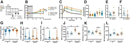 βCpeKO mice have accelerated development of MLD-STZ–induced hyperglycemia. A: Timeline of MLD-STZ experiment. B: Fasting blood glucose levels of βCpeKO and littermate mice administered with a buffer (empty circle with dotted line) or MLD-STZ (filled circle with solid line). C and D: IPGTT was performed 7 days after the last STZ injection, and excursion area under the glucose tolerance test curve was analyzed (n ≥ 10 per group). E: β-Cell area of MLD-STZ–treated βCpeKO and Wt mice (n = 9 and 9). F: β-Cell death was analyzed with use of pancreatic sections of MLD-STZ–treated βCpeKO and Wt mice with TUNEL and insulin staining (n = 8 and 8). G–L: Frequency and staining intensity of insulin+, Glut2+, and Aldh1a3+ cells in pancreatic sections of MLD-STZ βCpeKO and Wt mice were analyzed. (G–I: Each dot represents one islet. J–L: Each dot represents average fluorescent intensity of islets from one pancreatic section of one mouse; n ≥ 5 per group.) AUC, area under the curve; A.U., arbitrary units; GTT, glucose tolerance test; MFI, mean fluorescence intensity.