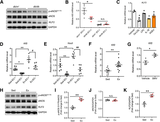 Endothelial KLF2 expression is inhibited by diabetes and upregulated by exercise and simvastatin treatment. A: Reduced protein level of p-eNOSS1176 and KLF2 in aortas from diabetic db/db mice compared with that from db/m+ mice. B: Reduced Klf2 mRNA level in aortic endothelium from diabetic db/db mice compared with that from db/m+ mice. EC+, with endothelium; EC−, endothelium denuded. *P < 0.05 vs. db/m+ (EC+), two-way ANOVA with the Tukey multiple comparison test. C: KLF2 mRNA expression is suppressed by diabetic risk factors Ox-LDL (100 μg/mL), LPC (100 μmol/L), IL-1β (10 ng/mL), and AGEs (100 μg/mL) in HAECs. *P < 0.05 vs. vehicle, unpaired two-tailed t test. Aortic endothelium from C57BL/6J mice that underwent 1-week treadmill exercise expresses elevated levels of Klf2 (D) and Nos3 (E) mRNA. #P < 0.05 vs. Ex-EC−, ##P < 0.01 vs. Ex-EC−. Ex, exercise; Sed, sedentary. **P < 0.01 vs. sedentary-EC+, #P < 0.05 vs. Ex-EC+, two-way ANOVA with the Tukey multiple comparison test. Upregulated Klf2 mRNA level in mouse aortas from db/db mice that underwent 4-week treadmill exercise (F) and db/db mice treated with simvastatin (SMV) for 4 weeks (G). Representative Western blotting images (H) and summarized results (I–K) showing increased protein level of p-eNOSS1176 and KLF2 in aortas from exercised db/db mice compared with those kept sedentary. The results are means ± SEM of n experiments. *P < 0.05 vs. vehicle, **P < 0.01 vs. Sed; N.S., not significant. Unpaired two-tailed t test.