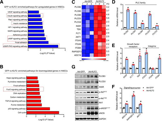 KLF2 transcriptionally upregulates the expression of upstream regulators critical for eNOS activation. Enriched KEGG pathways for upregulated genes (A) and downregulated genes (B) in KLF2-overexpressed HUVECs. TGF, transforming growth factor. C: Heat map showing key KLF2-induced upregulation of genes involved in eNOS activation. Quantitative PCR data showing KLF2 induces upregulation of genes in PLC family (D), growth factor receptors and integrin family (E), and signaling transducers (F). G: Western blots data showing increased protein expression level of PLCB3, PLCD3, INSR, and activated Akt-eNOS signaling axis in HUVECs overexpressed with KLF2 for 24 h. *P < 0.05 vs. Ad-GFP.
