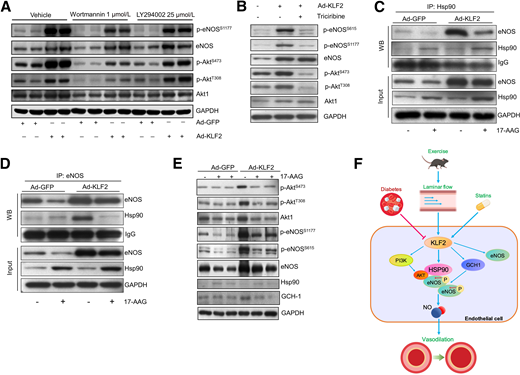 Required role of PI3K-Akt pathway and Hsp90 in KLF2-induced activation of eNOS. A: Inhibition of PI3K by wortmannin (1 μmol/L) and LY294002 (25 μmol/L) attenuated KLF2-induced phosphorylation of p-eNOSS1177 in HUVECs. B: Inhibition of Akt by triciribine (5 μmol/L) abolished KLF2-induced phosphorylation of p-eNOSS615 and p-eNOSS1177. Immunoprecipitation (IP) of Hsp90 (C) and eNOS (D) in KLF2-overexpressed lysates from HUVECs showed that KLF2 promotes the association between Hsp90 and eNOS. WB, Western blot. E: Inhibition of Hsp90 by 17-AAG (1 μmol/L) attenuated activity of Akt-eNOS signaling and GCH-1 expression induced by KLF2. F: Schematic diagram showing KLF2-mediated signaling events play a critical role in eNOS function and NO production in diabetic ECs. In diabetic endothelium, KLF2 is inhibited but can be increased by exercise-induced laminar flow and statins treatment. KLF2-mediated transcriptional program increases eNOS activity through the PI3K-Akt pathway and Hsp90.