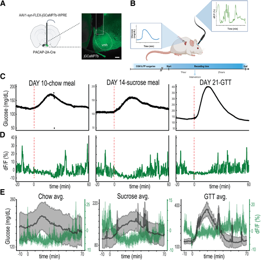 Identification Of Hypothalamic Glucoregulatory Neurons That Sense And identification-of-hypothalamic-glucoregulatory-neurons-that-sense-and