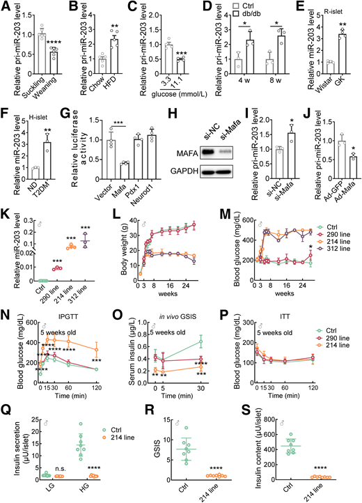 Gain of function of miR-203 in β-cells leads to postweaning growth retardation and diabetes. A: Newborn pups of C57BL/6 J mice were maintained on maternal milk and then divided into suckling and weaning groups at postnatal 18 (P18) days. The suckling group remained with the mother throughout the period, whereas the premature weaning group was transferred to a normal chow diet (Research Diets, D12450J) for 1 week. All mice were sacrificed at P26 for islet isolation. TaqMan probe-based qPCR analysis of pri-miR-203 in primary islets isolated from weaning and suckling. B: TaqMan probe-based qPCR analysis of pri-miR-203 in primary islets isolated from C57/BL6J mice fed a 60% HFD (Research Diets, D12492) for 4 weeks. Actb was used as an internal standard. C: TaqMan probe-based qPCR analysis of miR-203 in primary islets isolated from C57/BL6J mice treated with indicated concentrations of glucose for 72 h. U6 was used as an internal standard for miRNAs. D: TaqMan probe-based qPCR analysis of pri-miR-203 in primary islets isolated from db/db and control mice. ACTB was used as an internal standard. E: TaqMan probe-based qPCR analysis of miR-203 in primary islets isolated from GK and Wistar control rats. U6 was used as an internal standard for miRNAs. F: TaqMan probe-based qPCR analysis of miR-203 in primary islets isolated from humans no diabetes (ND) and patients with type 2 diabetes mellitus (T2DM). U6 was used as an internal standard for miRNAs. G: Dual luciferase assay showing relative luciferase activities of mouse miR-203 promoter coexpressing with pCMV5-Mafa, pCMV5-Pdx1, or pCMV5-Neurod1 in MIN6 cells for 24 h. pRL-SV40 expressed renilla luciferase was used as internal control (Ctrl) isolated from ND and T2DM. H: Western blot analysis of MAFA in MIN6 cells transfected with si-Mafa or si-NC for 72 h. NC, negative control. GAPDH was used as an internal standard. TaqMan probe-based qPCR analysis of pri-miR-203 in MIN6 cells transfected with si-Mafa for 72 h (I) or infected with Ad-Mafa adenoviruses for 48 h (J). Actb was used as an internal standard. K: TaqMan probe-based qPCR analysis of miR-203 in primary islets isolated from wild-type control and three lines of βTG (lines 290, 214, and 312) mice. U6 was used as an internal standard. Body weights (L) and random blood glucose levels (M) of male (♂) wild-type and βTG mice at indicated ages. N: Blood glucose levels of male wild-type and βTG mice at 5 weeks old during IPGTTs. Glucose: 1 mg/kg body wt via i.p. injection. O: Serum insulin levels of male wild-type and βTG mice at 5 weeks old during IPGTTs. Glucose: 3 mg/kg body wt via i.p. injection. P: Blood glucose levels of male wild-type and βTG mice at 5 weeks old during ITTs. Insulin: 1 unit/kg body wt via i.p. injection. Q: Insulin secretions of primary islets isolated from wild-type and line 214 mice at 12 weeks old via static GSIS assays. LG: 3.3 mmol/L glucose, HG: 16.7 mmol/L glucose, normalized to per islet. R: GSIS ratio was analyzed by insulin secretion in HG vs. in LG (n = 8 per group). S: Insulin contents of primary islets isolated from wild-type and line 214 mice at 12 weeks, normalized to per islet. Data are presented as the mean ± SD (n = 3–20 per group). *P < 0.05, **P < 0.01, ***P < 0.001, ****P < 0.0001.