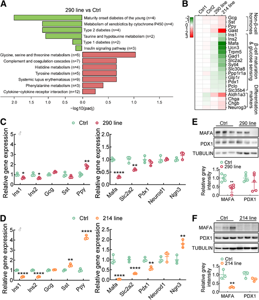 Transcriptome profiles identify defects in β-cell maturation and glucose sensing in βTG islets. A: Kyoto Encyclopedia of Genes and Genomes enrichment pathways by using altered genes in mouse islets from male wild-type and line 290 mice aged 8 weeks via RNA sequencing. Green: pathways enriched by downregulated genes. Red: pathways enriched by upregulated genes. B: Heat map shows altered genes in wild-type, line 290, and 214 islets by RNA sequencing. C: qPCR analysis of islet-hormonal genes (left panel) and β-maturation genes (right panel) in wild-type and line 290 islets. Ctrl, control; ♂, male mice. D: qPCR analysis of islet-hormonal genes (left panel) and β-maturation genes (right panel) in wild-type and line 214 islets. E: Western blot analysis of MAFA, PDX1 protein levels in primary islets from wild-type and line 290 islets. Relative protein intensities are shown below the bar graph. F: Western blot analysis of MAFA, PDX1 protein levels in primary islets from wild-type and line 214 islets. Relative protein intensities are shown below the bar graph. Actb was used as an internal control of gene expression. Tubulin was used as an internal standard of protein levels. Data are presented as the mean ± SD (n = 3–5 per group). *P < 0.05, **P < 0.01, ****P < 0.0001.