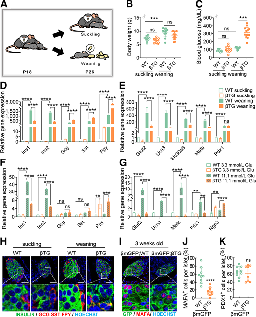 miR-203 suppresses β-cell maturation induced by a carbohydrate-rich diet. A–E: Newborn pups of βTG (line 214) and wild-type (WT) mice were maintained on maternal milk, and then divided into suckling and weaning groups at postnatal 18 (P18) days. The suckling group remained with the mother throughout the period, whereas the premature weaning group was transferred to normal chow diet for 1 week. A: All mice were sacrificed at P26. Body weights (B) and random blood glucose levels (C) of wild-type and βTG mice at P25. qPCR analysis of islet-hormonal genes (D) and β-maturation genes (E) in wild-type and line 214 islets. qPCR analysis of islet-hormonal genes (F) and β-maturation genes (G) in wild-type and line 214 islets cultured in 3.3 mmol/L or 11.1 mmol/L glucose medium for 72 h. H: Representative images of INSULIN and GCG/SST/PPY costaining in wild-type and βTG islets of indicated groups. Nuclei: blue. Scale bar = 50 μm (above), scale bar = 10 μm (below). I: Representative images of GFP (green) and MAFA (red) co-staining in β-cell tracing wild-type (βmGFP;WT) and βTG (βmGFP;βTG) mice aged 3 weeks old. βmGFP;WT mice were used as control of βmGFP;βTG mice. Nuclei: blue. Scale bar = 50 μm (above), scale bar = 10 μm (below). Calculated MAFA+ (J) and PDX1+ (K) cells per islet in β-cell tracing wild-type and βTG islets at 3 weeks old. used as an internal control for D–G. Data are presented as the mean ± SD (n = 3–13 per group). ns, not significant; **P < 0.01, ***P < 0.001, ****P < 0.0001.